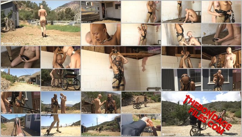 BrutalMaster, Rachel Greyhound, Cupcake SinClair - Practice Makes Pony [2020, BondageLife, Bald, Tied, Torture, SiteRip, 720p]