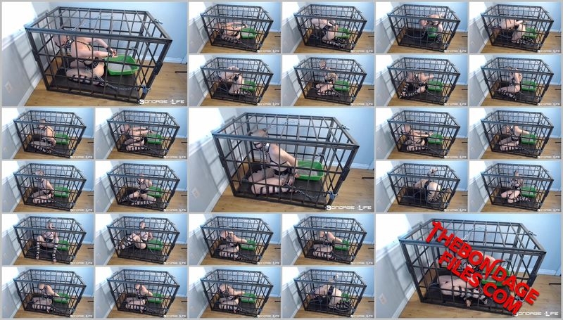 Rachel Greyhound - Cage Time With Greyhound (9.2.2019) [2020, BondageLife, Blonde, Torture, Bald, SiteRip, 720p]