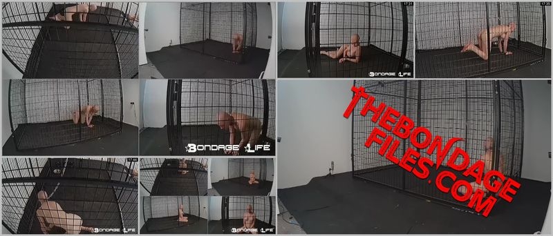 Rachel Greyhound - New Cage Roamings [2020, BondageLife, Bondage, Forced Orgasm, Handcuffs, SiteRip, 720p]
