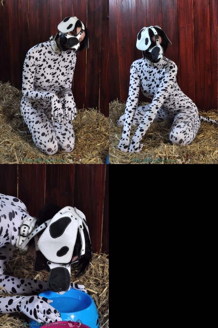 anna dalmation pet